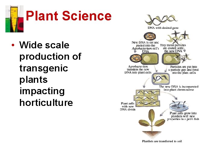 Plant Science • Wide scale production of transgenic plants impacting horticulture 