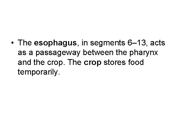  • The esophagus, in segments 6– 13, acts as a passageway between the