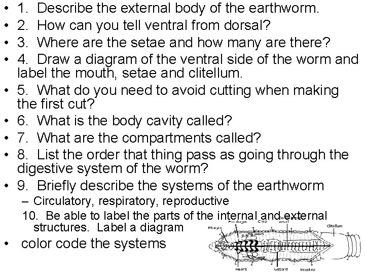  • • • 1. Describe the external body of the earthworm. 2. How