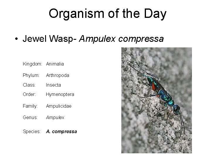 Organism of the Day • Jewel Wasp- Ampulex compressa Kingdom: Animalia Phylum: Arthropoda Class: