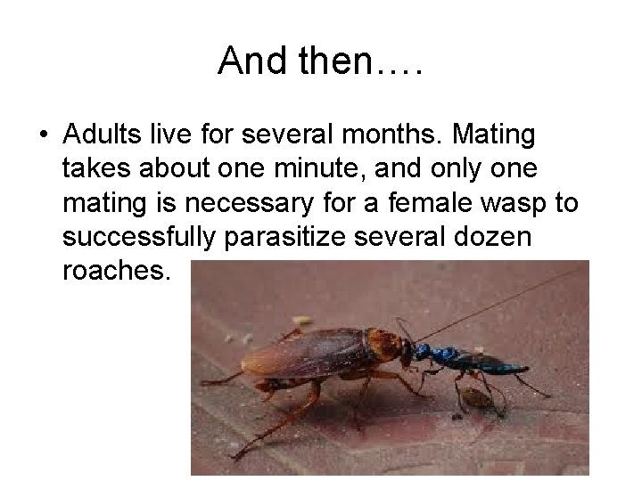 And then…. • Adults live for several months. Mating takes about one minute, and