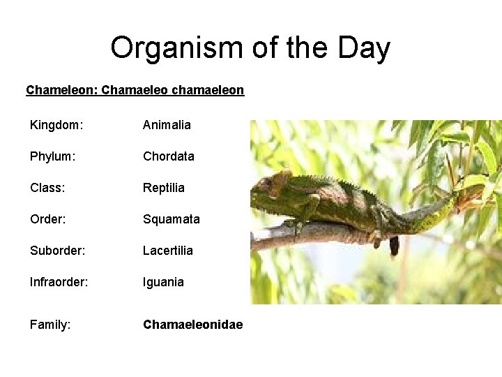 Organism of the Day Chameleon: Chamaeleo chamaeleon Kingdom: Animalia Phylum: Chordata Class: Reptilia Order: