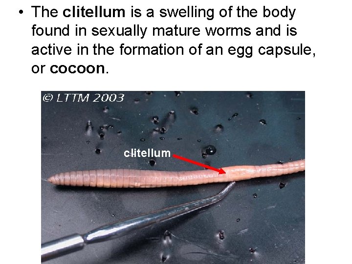  • The clitellum is a swelling of the body found in sexually mature