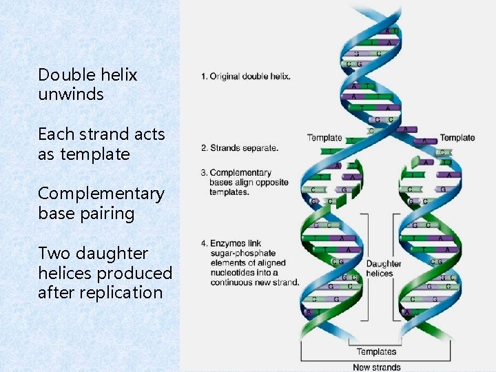 Double helix unwinds Each strand acts as template Complementary base pairing Two daughter helices