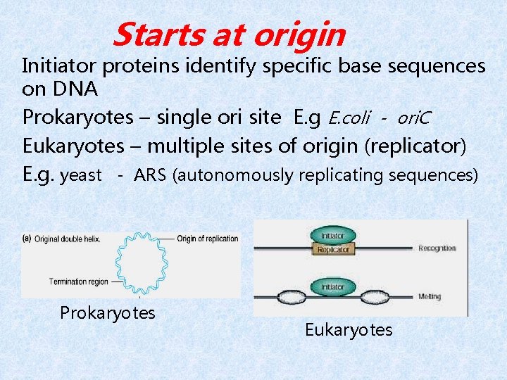 Starts at origin Initiator proteins identify specific base sequences on DNA Prokaryotes – single