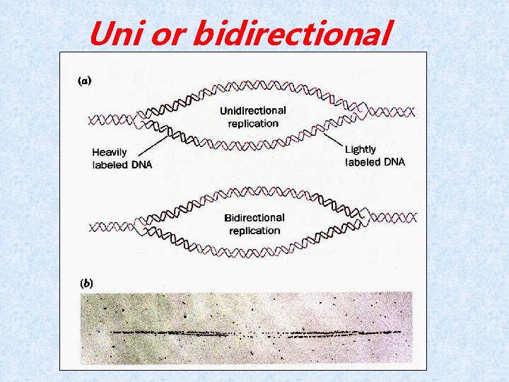 Uni or bidirectional 