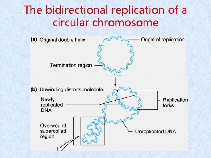 The bidirectional replication of a circular chromosome 