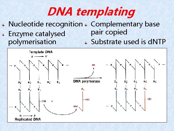 DNA templating Nucleotide recognition Enzyme catalysed polymerisation Complementary base pair copied Substrate used is