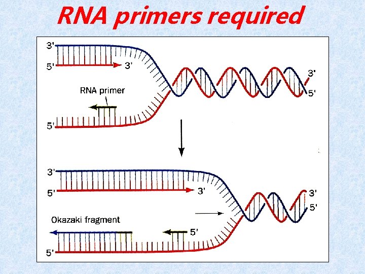 RNA primers required 