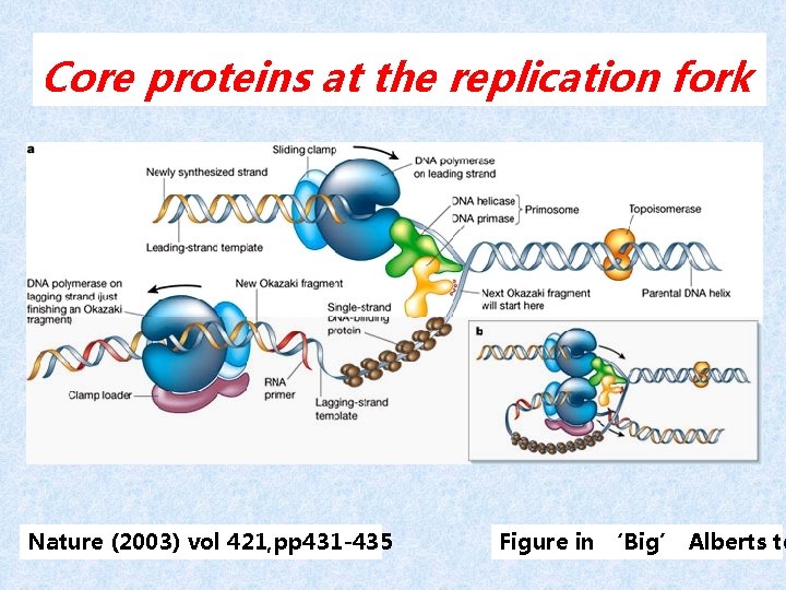 Core proteins at the replication fork Nature (2003) vol 421, pp 431 -435 Figure