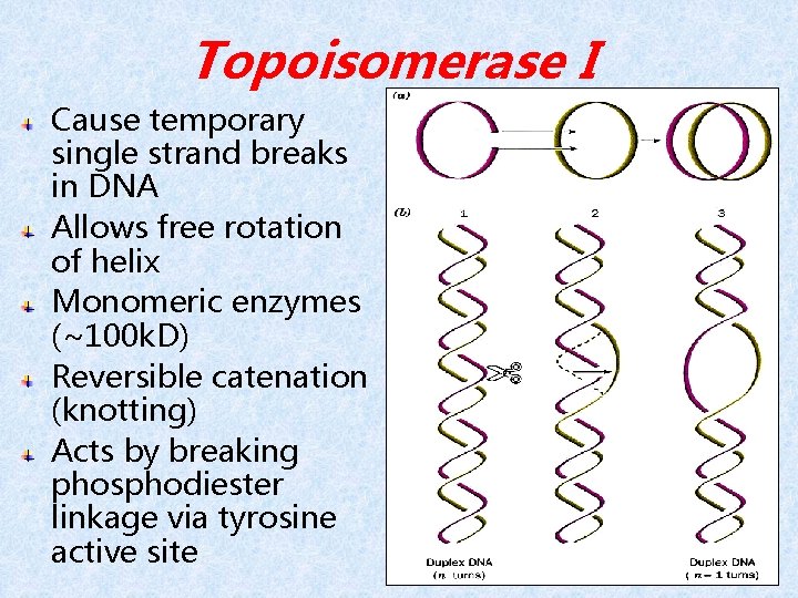 Topoisomerase I Cause temporary single strand breaks in DNA Allows free rotation of helix