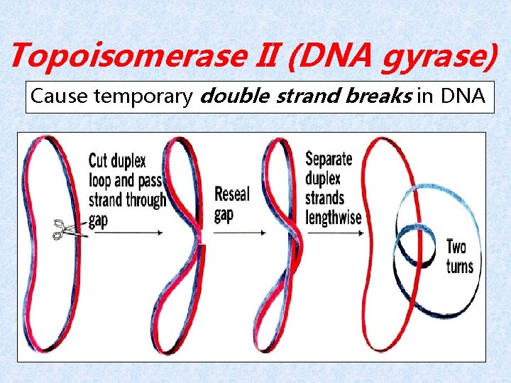 Topoisomerase II (DNA gyrase) Cause temporary double strand breaks in DNA 
