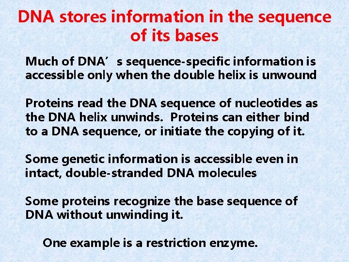 DNA stores information in the sequence of its bases Much of DNA’s sequence-specific information