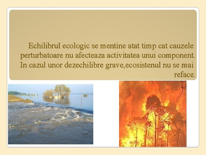 Echilibrul ecologic se mentine atat timp cat cauzele perturbatoare nu afecteaza activitatea unui component.