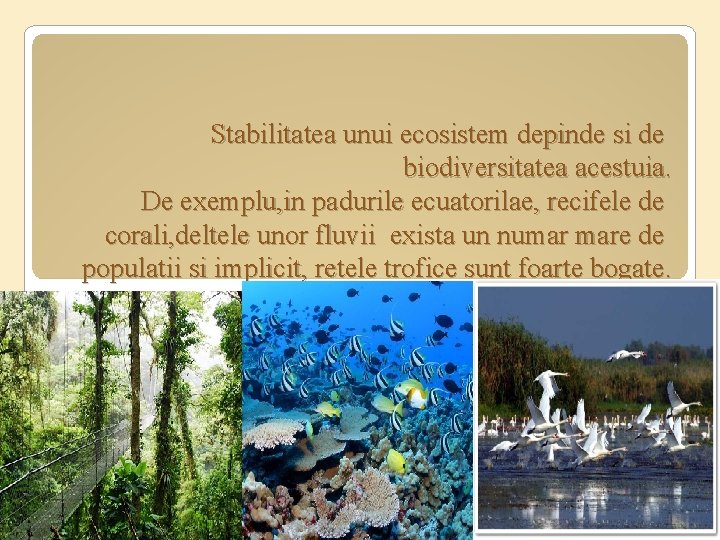 Stabilitatea unui ecosistem depinde si de biodiversitatea acestuia. De exemplu, in padurile ecuatorilae, recifele