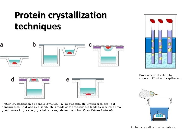 Protein crystallization techniques Protein crystallization by counter diffusion in capillaries. Protein crystallization by vapour