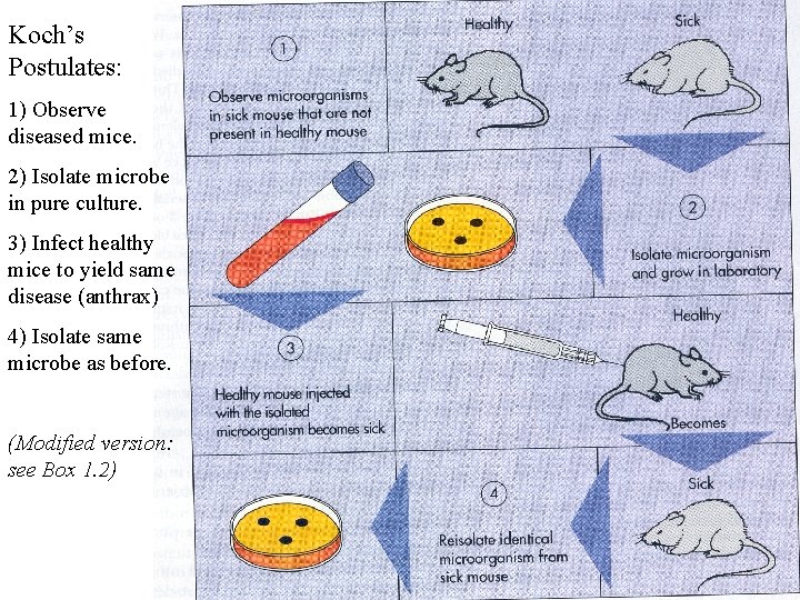 Koch’s Postulates: 1) Observe diseased mice. 2) Isolate microbe in pure culture. 3) Infect