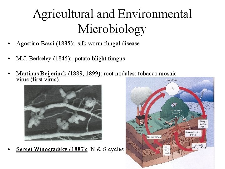Agricultural and Environmental Microbiology • Agostino Bassi (1835): silk worm fungal disease • M.