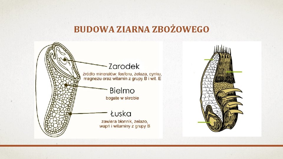 BUDOWA ZIARNA ZBOŻOWEGO 