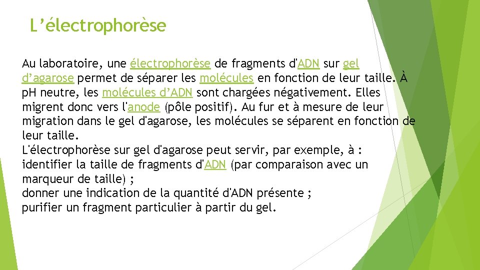 L’électrophorèse Au laboratoire, une électrophorèse de fragments d'ADN sur gel d’agarose permet de séparer