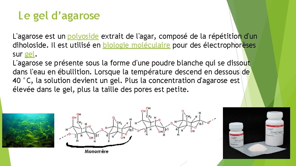 Le gel d’agarose L'agarose est un polyoside extrait de l'agar, composé de la répétition