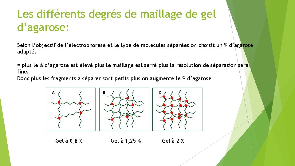 Les différents degrés de maillage de gel d’agarose: Selon l’objectif de l’électrophorèse et le