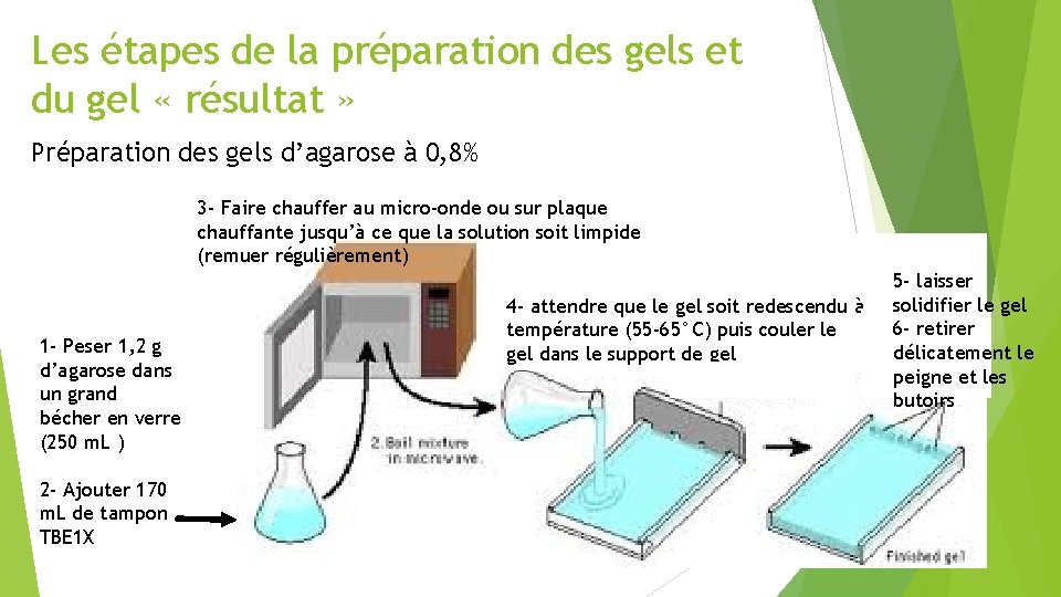 Les étapes de la préparation des gels et du gel « résultat » Préparation