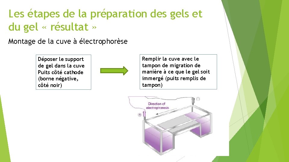 Les étapes de la préparation des gels et du gel « résultat » Montage