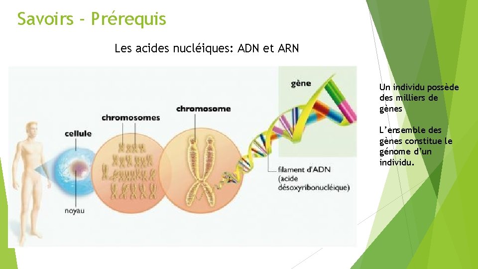 Savoirs - Prérequis Les acides nucléiques: ADN et ARN Un individu possède des milliers