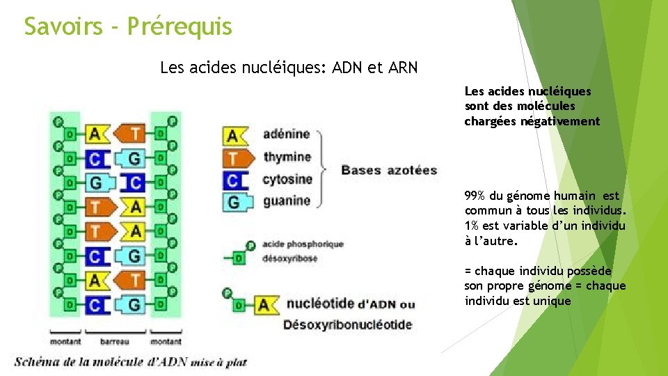 Savoirs - Prérequis Les acides nucléiques: ADN et ARN Les acides nucléiques sont des