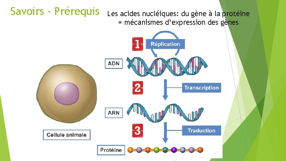Savoirs - Prérequis Les acides nucléiques: du gène à la protéine = mécanismes d’expression