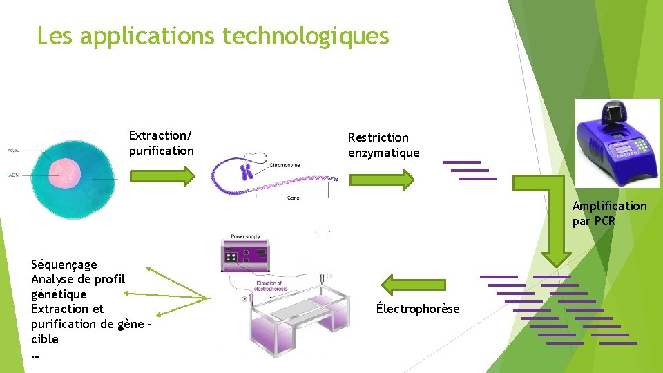 Les applications technologiques Extraction/ purification Restriction enzymatique Amplification par PCR Séquençage Analyse de profil