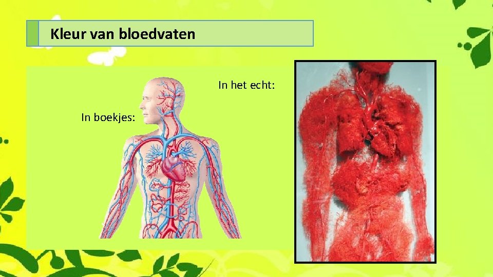 Kleur van bloedvaten In het echt: In boekjes: 