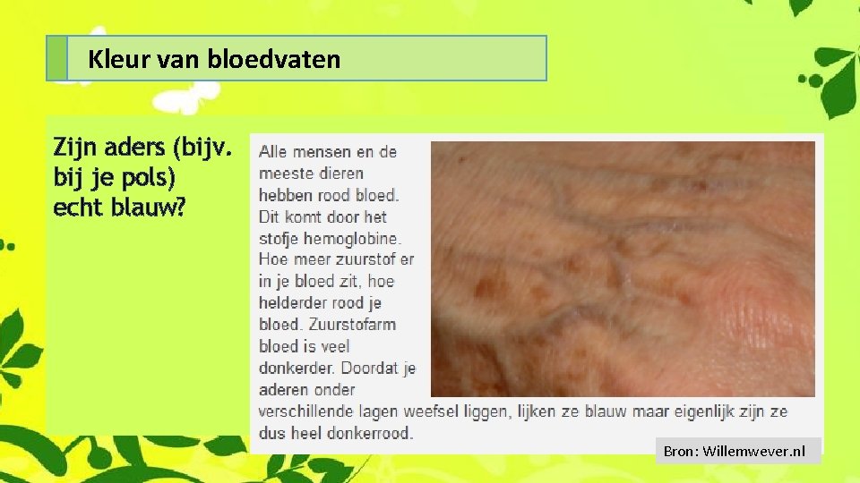 Kleur van bloedvaten Zijn aders (bijv. bij je pols) echt blauw? Bron: Willemwever. nl