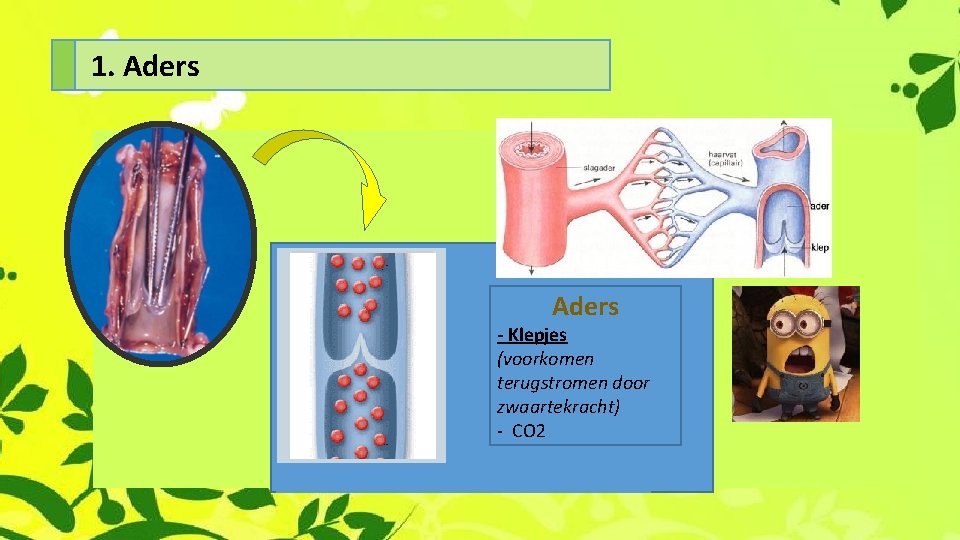 1. Aders - Klepjes (voorkomen terugstromen door zwaartekracht) - CO 2 
