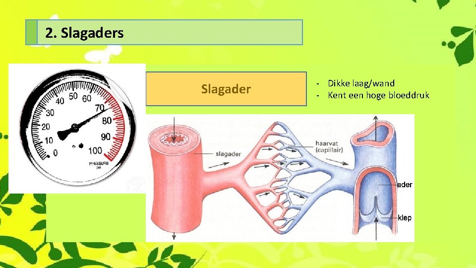 2. Slagaders Slagader - Dikke laag/wand - Kent een hoge bloeddruk 