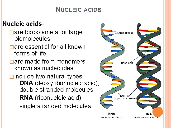 NUCLEIC ACIDS Nucleic acids�are biopolymers, or large biomolecules, �are essential for all known forms