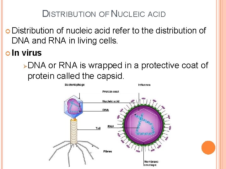 DISTRIBUTION OF NUCLEIC ACID Distribution of nucleic acid refer to the distribution of DNA