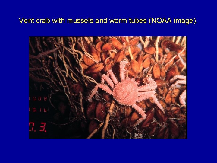 Vent crab with mussels and worm tubes (NOAA image). 