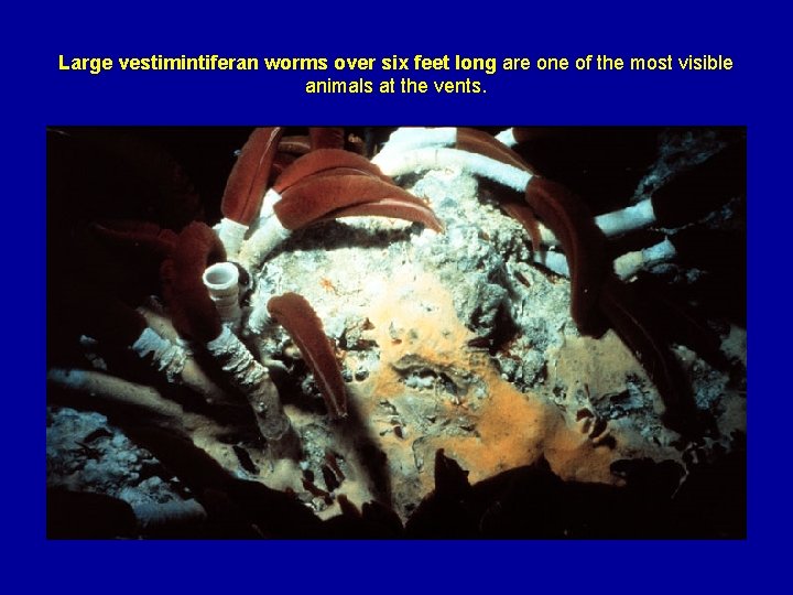 Large vestimintiferan worms over six feet long are one of the most visible animals