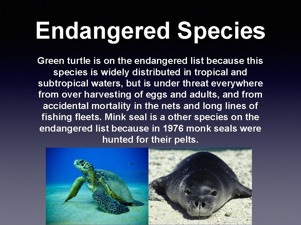 Endangered Species Green turtle is on the endangered list because this species is widely