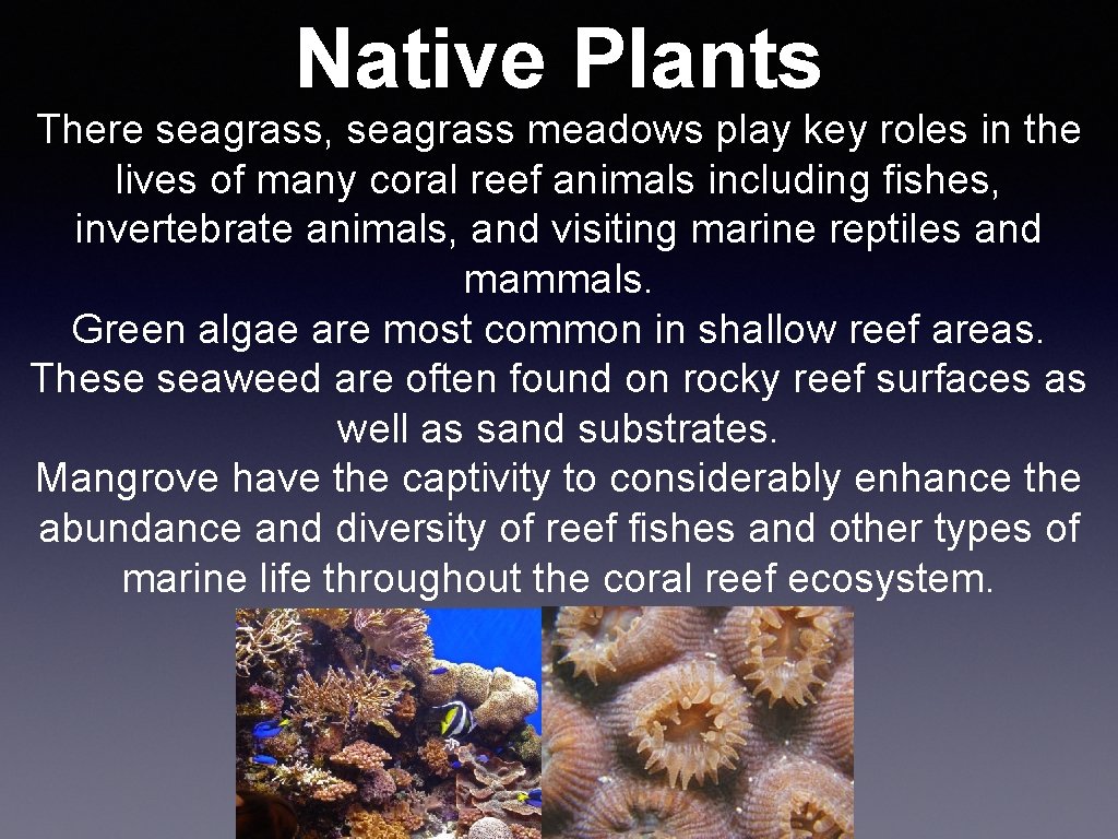Native Plants There seagrass, seagrass meadows play key roles in the lives of many