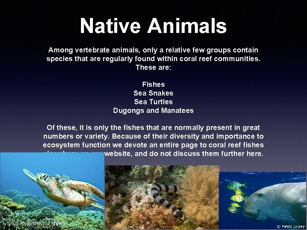 Native Animals Among vertebrate animals, only a relative few groups contain species that are