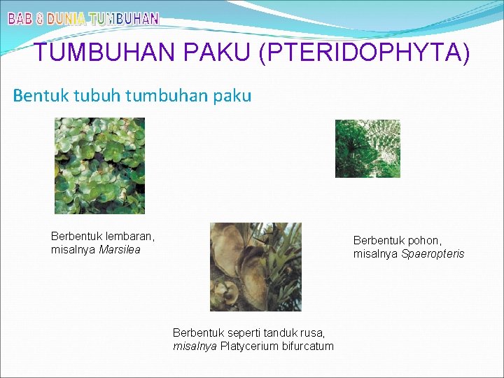 TUMBUHAN PAKU (PTERIDOPHYTA) Bentuk tubuh tumbuhan paku Berbentuk lembaran, misalnya Marsilea Berbentuk pohon, misalnya