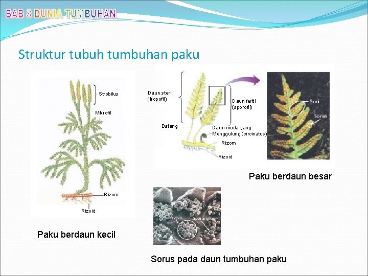 Struktur tubuh tumbuhan paku Strobilus Daun steril (tropofil) Daun fertil (sporofil) Mikrofil Batang Daun