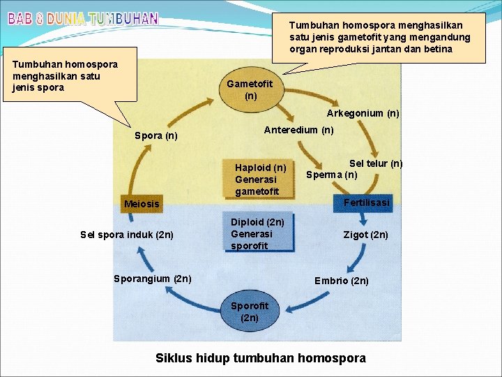 Tumbuhan homospora menghasilkan satu jenis gametofit yang mengandung organ reproduksi jantan dan betina Tumbuhan