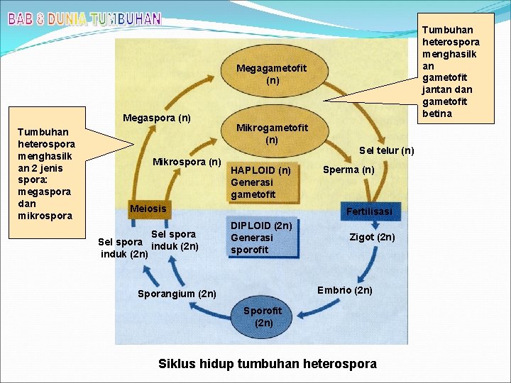 Tumbuhan heterospora menghasilk an gametofit jantan dan gametofit betina Megagametofit (n) Megaspora (n) Tumbuhan