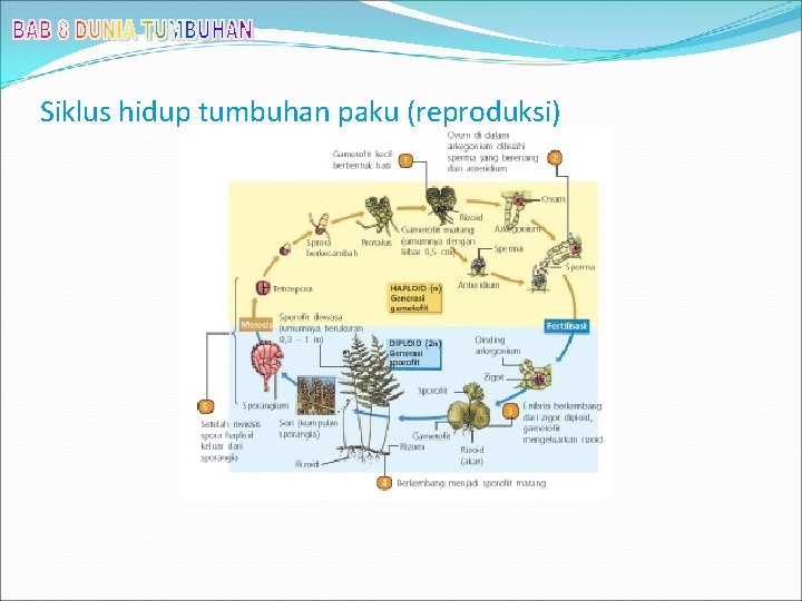 Siklus hidup tumbuhan paku (reproduksi) 