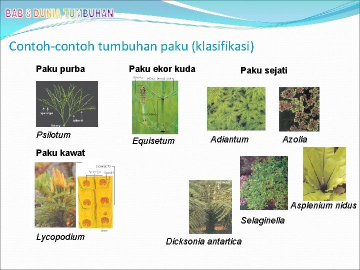 Contoh-contoh tumbuhan paku (klasifikasi) Paku purba Psilotum Paku ekor kuda Equisetum Paku sejati Adiantum