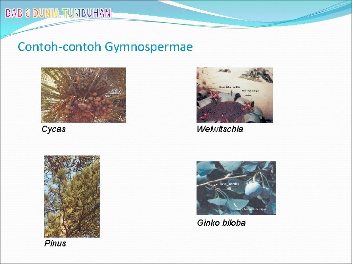 Contoh-contoh Gymnospermae Cycas Welwitschia Ginko biloba Pinus 